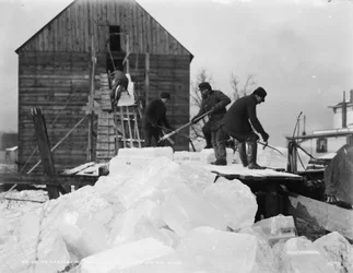 Ice harvesting, shooting the cakes into the house, c.1903